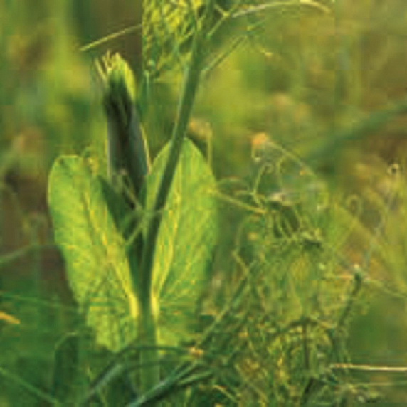 КВС ЛА МАНШ